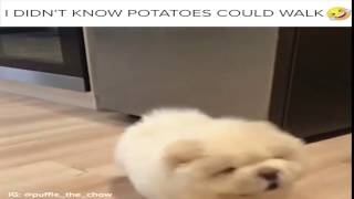 puffie the chow