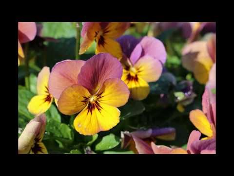 Our nursery's plant stock - Johnsons of Whixley