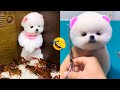 Cute Pomeranian Puppies Doing Funny Things #2 - Cute and Funny Dogs