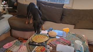 persiangreyhound/puppy by Persian greyhound Saluki 54 views 2 months ago 24 seconds