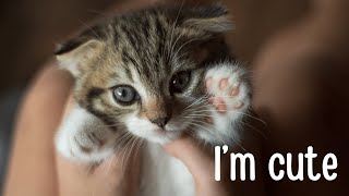 20 Minutes of Cute Cats to Help You Relax | Calming Music for Cats