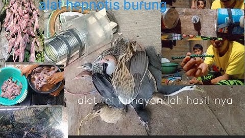 alat hipnotis burung  yang sederhana bisa di coba