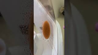 Niidor Nipple Covers Waterproof and Seamless Test - What You Must Know!