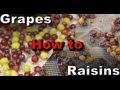 How to make Raisins (Dehydrated Grapes)