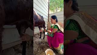 To Drinking Goat Milk