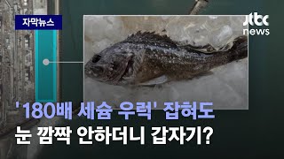[자막뉴스] '180배 세슘 우럭' 눈 깜짝 안하더니…오염수 방류 앞두고 갑자기? / JTBC News