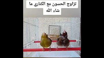 تزاوج الحسون مع أنثى الكناري لمشاهدة الفيديو كامل زر القناة 