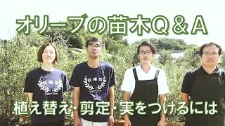 オリーブの苗木相談・育て方