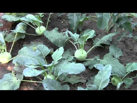 Video: Verdure di cavolo rapa in crescita - Le foglie di cavolo rapa sono commestibili