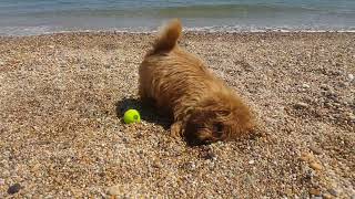 Woofy the Norfolk Terrier's 13th Birthday today