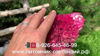 Гортензия Самарская Лидия В Ландшафтном Дизайне Фото Гортензия Самарская Лидия В Ландшафтном Дизайне Фото