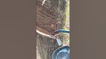 The process of extracting rubber tree sap #shorts