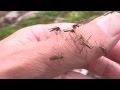 Lapland mosquitoes