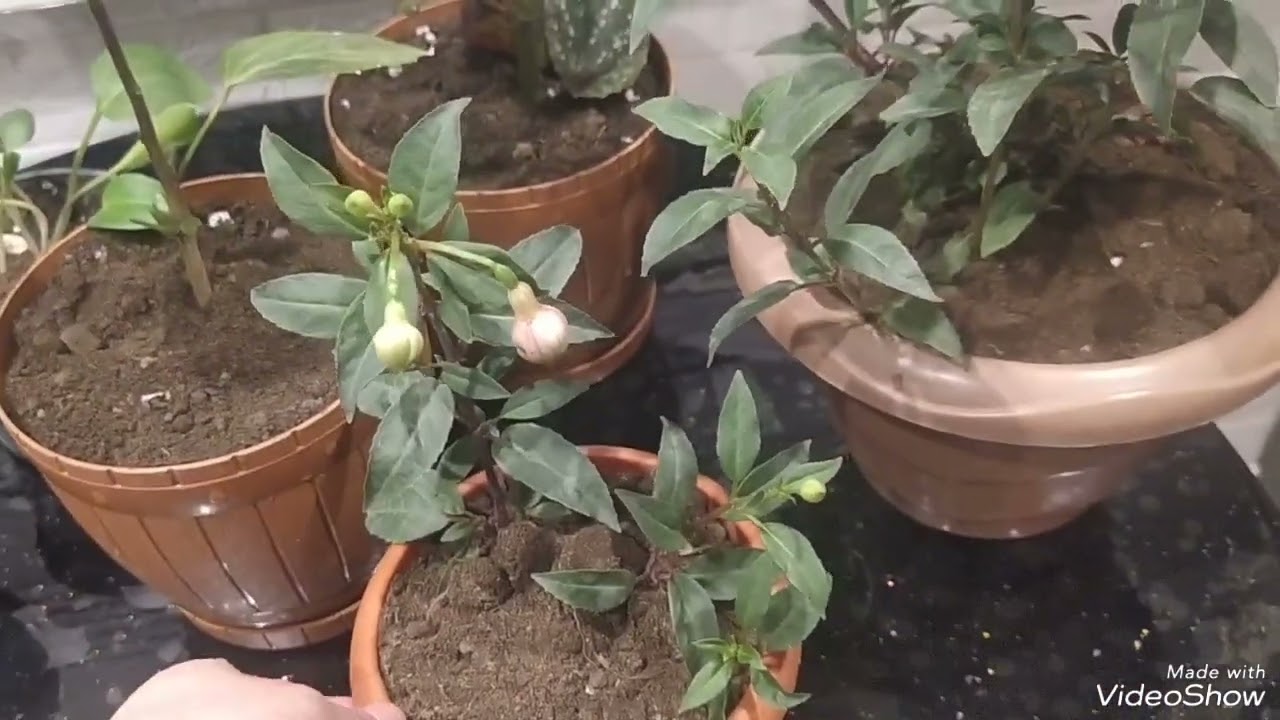 ev güllərim güller haqqında yenileri əkdim 🌺#flower