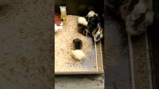 Finally my chick eggs hatched!!#chicken #babychickens #animals #birdlovers #cute #birdsounds