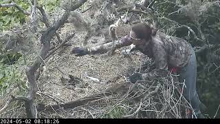 Bald Canyon Eagle Is Rescued!