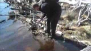 Destroying a beaver's home