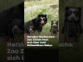 Jööh-Alarm im Zoo Zürich: Süsse Brillenbären-Zwillinge erkunden ihr Gehege