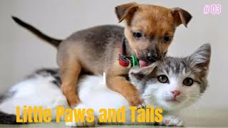 Little Paws and Tails by Life and nature as it is 1,498 views 2 months ago 2 minutes, 45 seconds