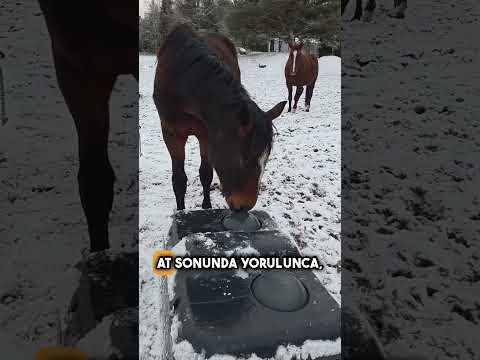 Bu At Su İçemiyordu… Ta ki Bunu Fark Edene Kadar 😱🐴 #shorts