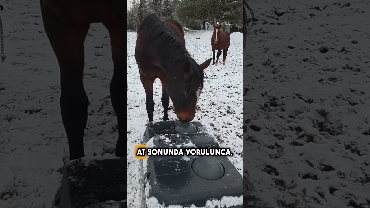 Bu At Su İçemiyordu… Ta ki Bunu Fark Edene Kadar 😱🐴 #shorts