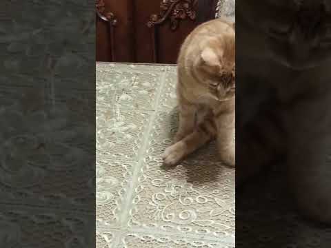 القطه هي الي بتعلمه لعب الظهر لنور Cat بزونه