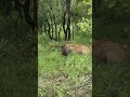 Unlucky wildebeest falls prey to a waiting lioness