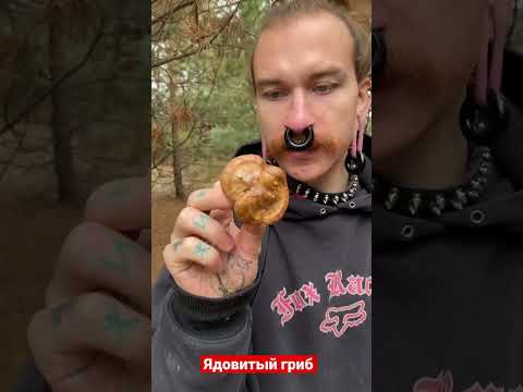 Свинушка тонкая - Ядовитый гриб