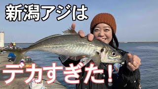 GO!GO!九ちゃんフィッシング #576　「堤防L.Tカゴ釣りで特大アジ！ 直江津港第3東防波堤」　Episode.2　アジのカゴ釣り 爆釣篇