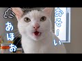 朝起きるのが遅いママに怒るお喋り猫チロさん