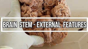 Brain stem - External  Features