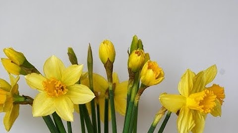 van knop tot bloem (CD 34 nr. 10)