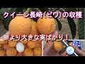 【家庭菜園】クイーン長崎(ビワ)の収穫－卵より大きな実ばかりだった！－