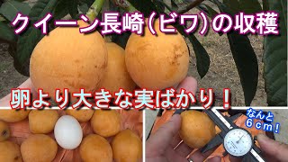 【家庭菜園】クイーン長崎(ビワ)の収穫－卵より大きな実ばかりだった！－