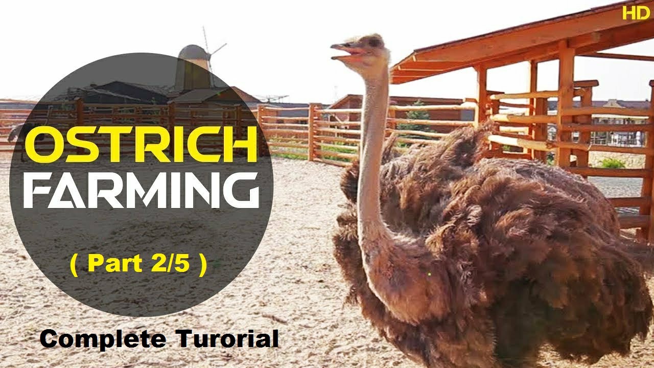 ostrich farm business plan