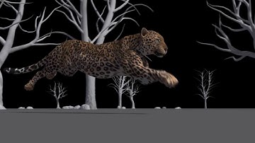 Leopard walk and run with attitude - keyframe animation by Rod