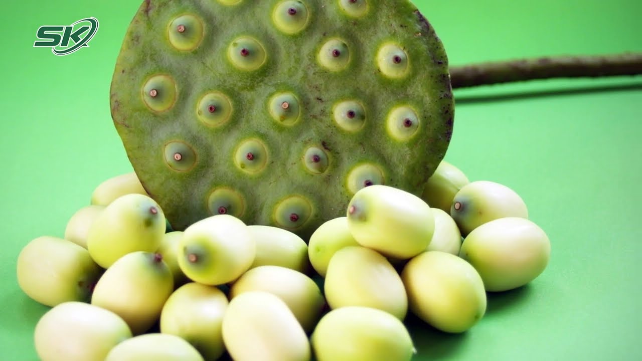 công dụng bồi bổ sức khỏe của hạt sen công dụng bồi bổ sức khỏe của hạt sen