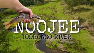 Noojee Toorongo River Trout Fishing