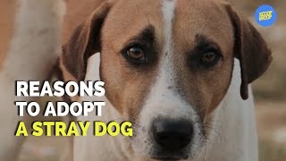 adopting a stray dog