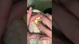 Pepper the cockatiel popped in for a nail trim #petbirds #nailtrim #cockatiel