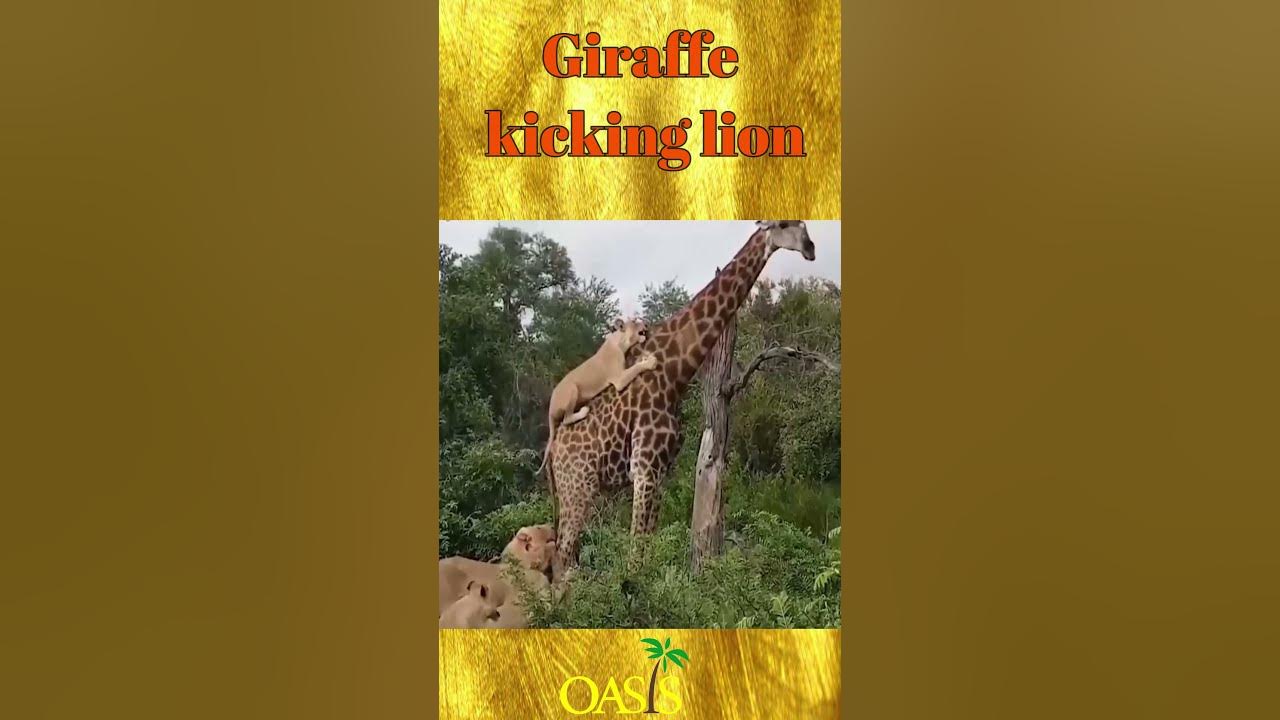 Giraffe kicking lion زرافة تهاجم اسد - YouTube