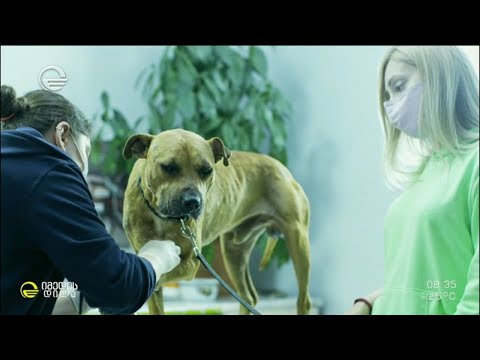 მიტოვებული პიტბულის ისტორია და პეტიცია ცხოველთა ორთაბრძოლების მოწყობის დასჯის შესახებ