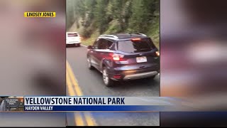 Yellowstone NP superintendent: Man taunting bison was 'reckless, dangerous and illegal'