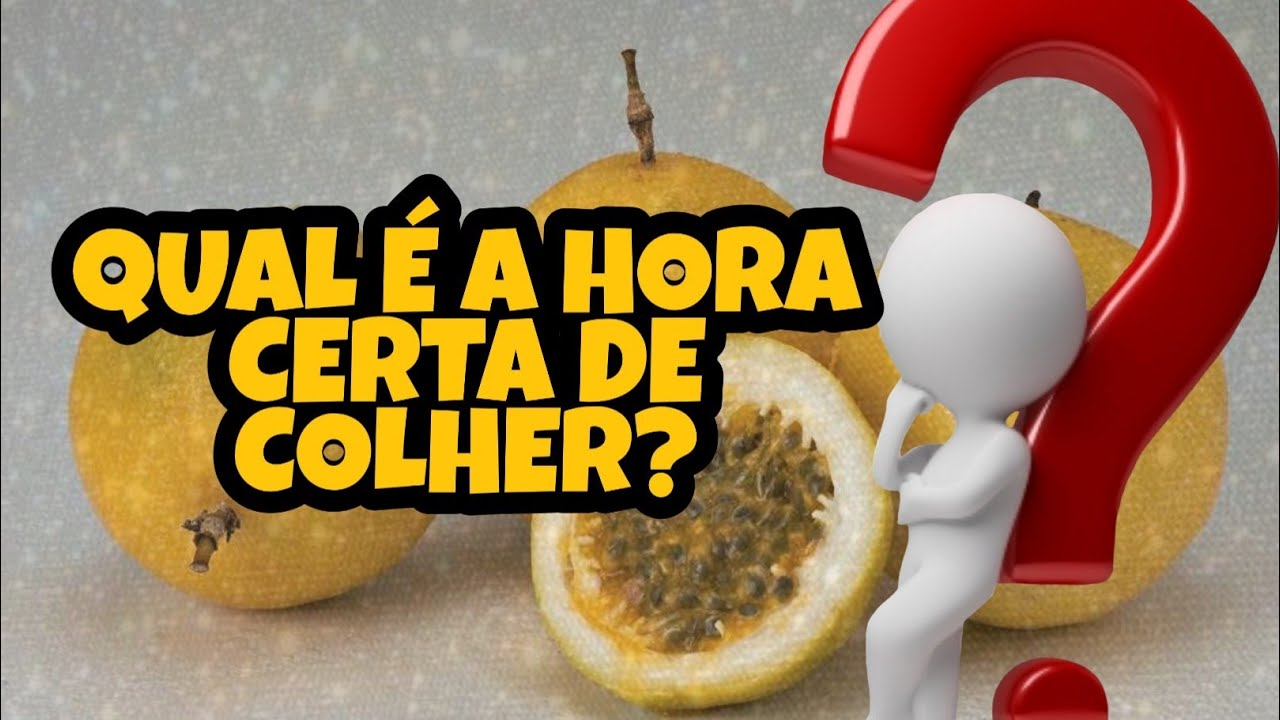 Descobrir 36+ imagem quando posso colher o maracujá br.thptnganamst