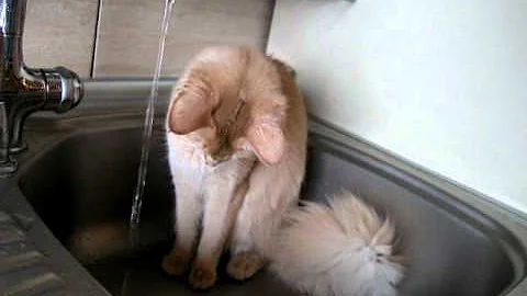 Video 323431: somali cat playing, cat playing water, cattery