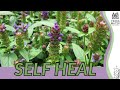 Self heal information description  more prunella vulgaris