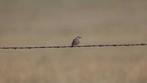 Grasshopper Sparrow