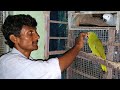 African Grey Parrot & Amazon Parrot Breeding Cage Setup /How Should We Setup Big Bird Breeding Cage.