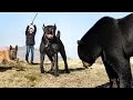The 10 Greatest Hiking Dog Breeds