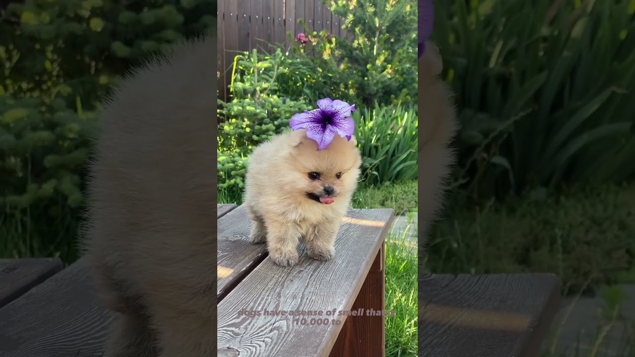 The Amazing World of Dogs: Loving Paws and Clever Tips!